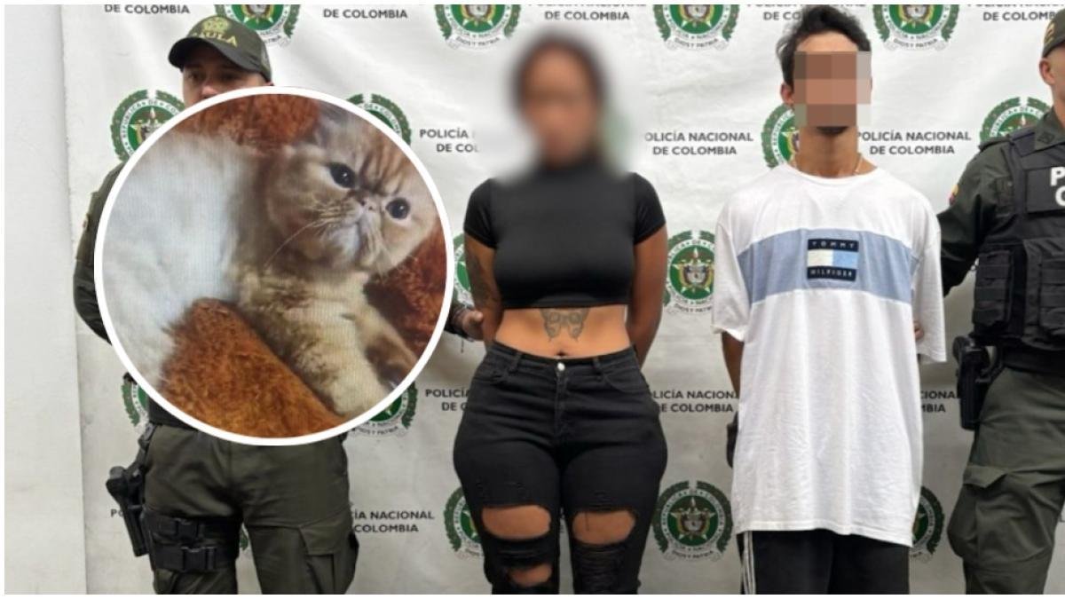 Acusan A Una Pareja de Raptar Al Gato de Su Vecino en Medellín y Extorsiónarlo para Devolverlo