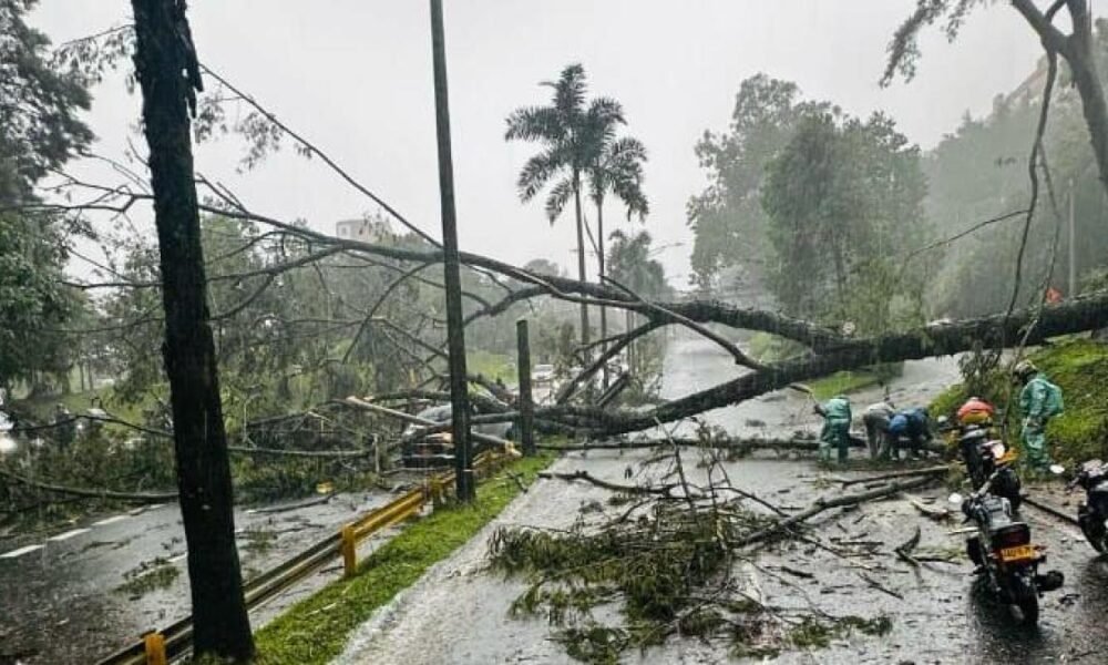 Dos Árboles de Grandes magnitudes se Desplomaron