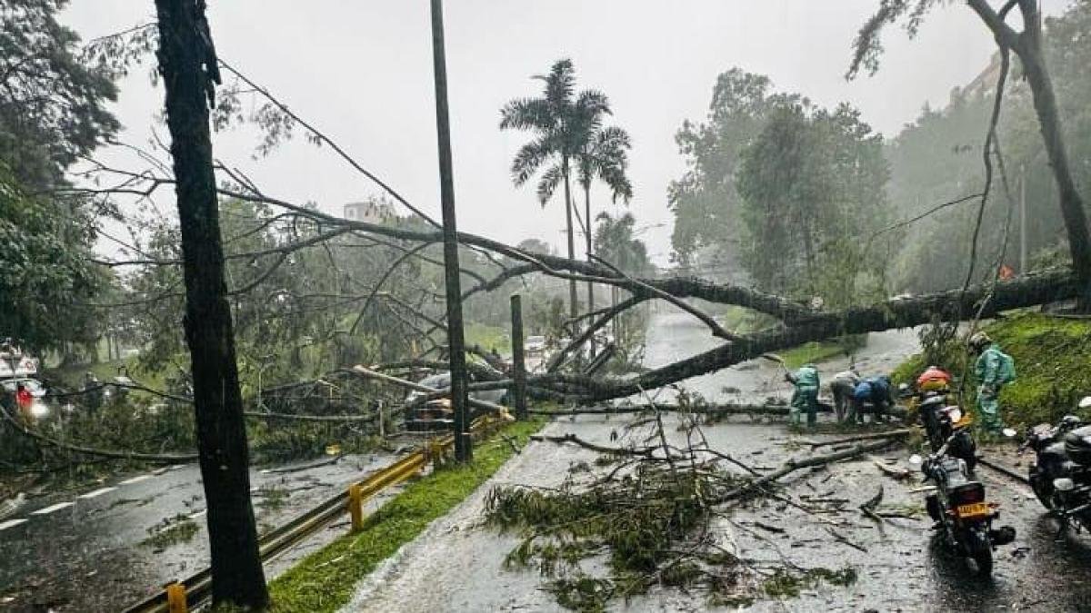 Dos Árboles de Grandes magnitudes se Desplomaron