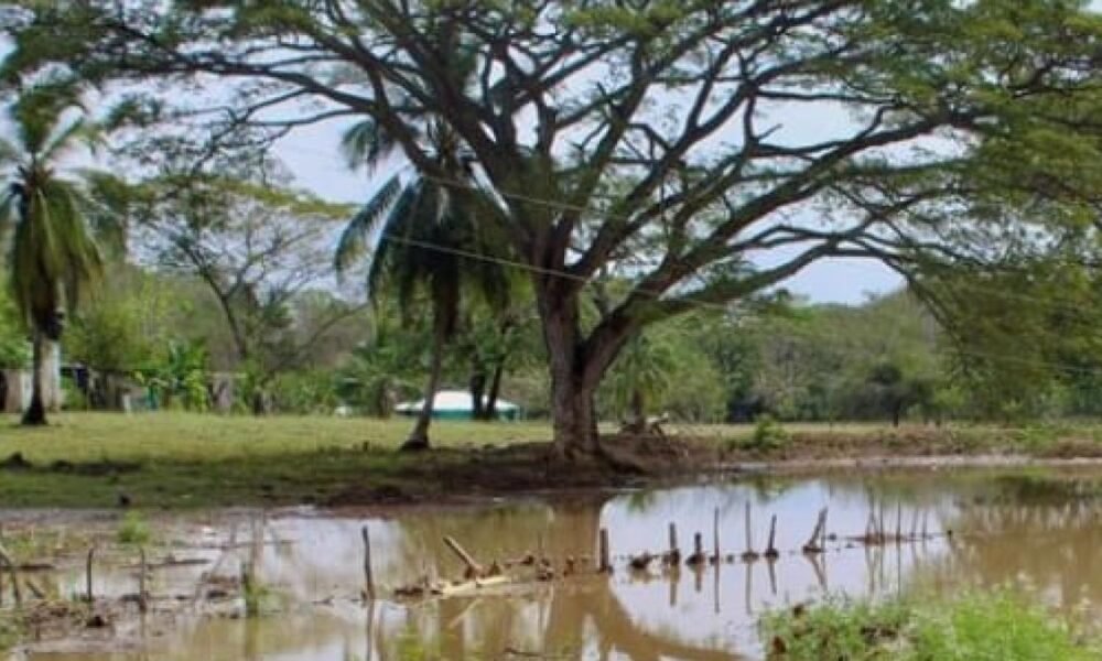 Con Primeras Lluvias en La Mojana Sucreña SE Perdieron 400 Hectáreas de Tierras Cultivadas, La Mayoría Con Patilla