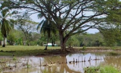 Con Primeras Lluvias en La Mojana Sucreña SE Perdieron 400 Hectáreas de Tierras Cultivadas, La Mayoría Con Patilla