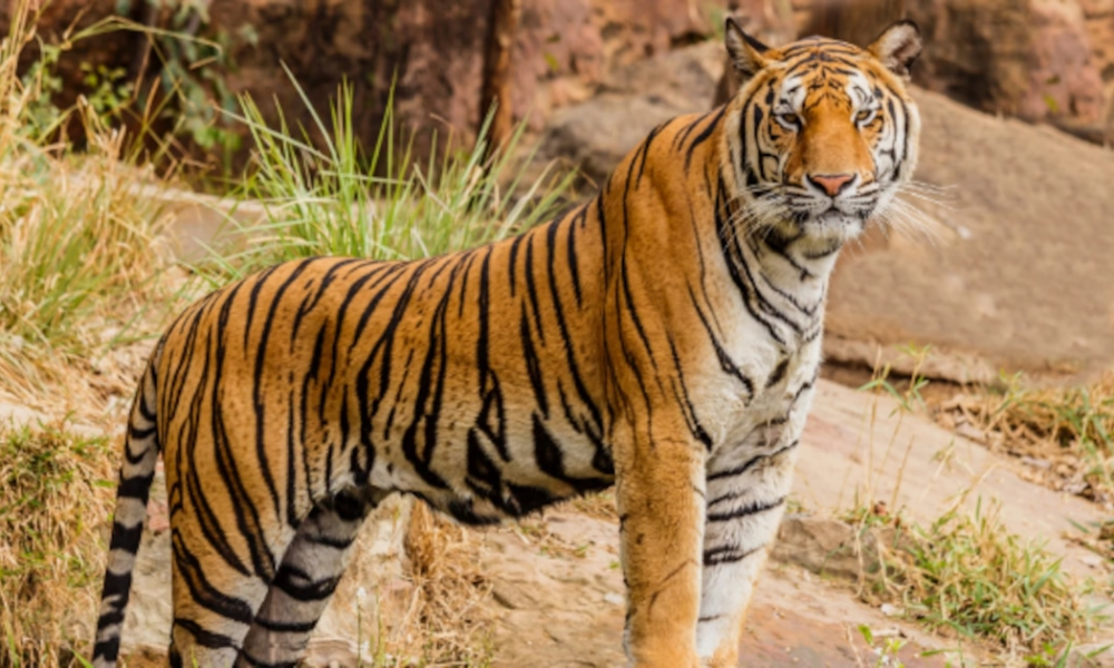 A Borges le interesaría: la ciencia explica nuevos secretos de las rayas de los tigres