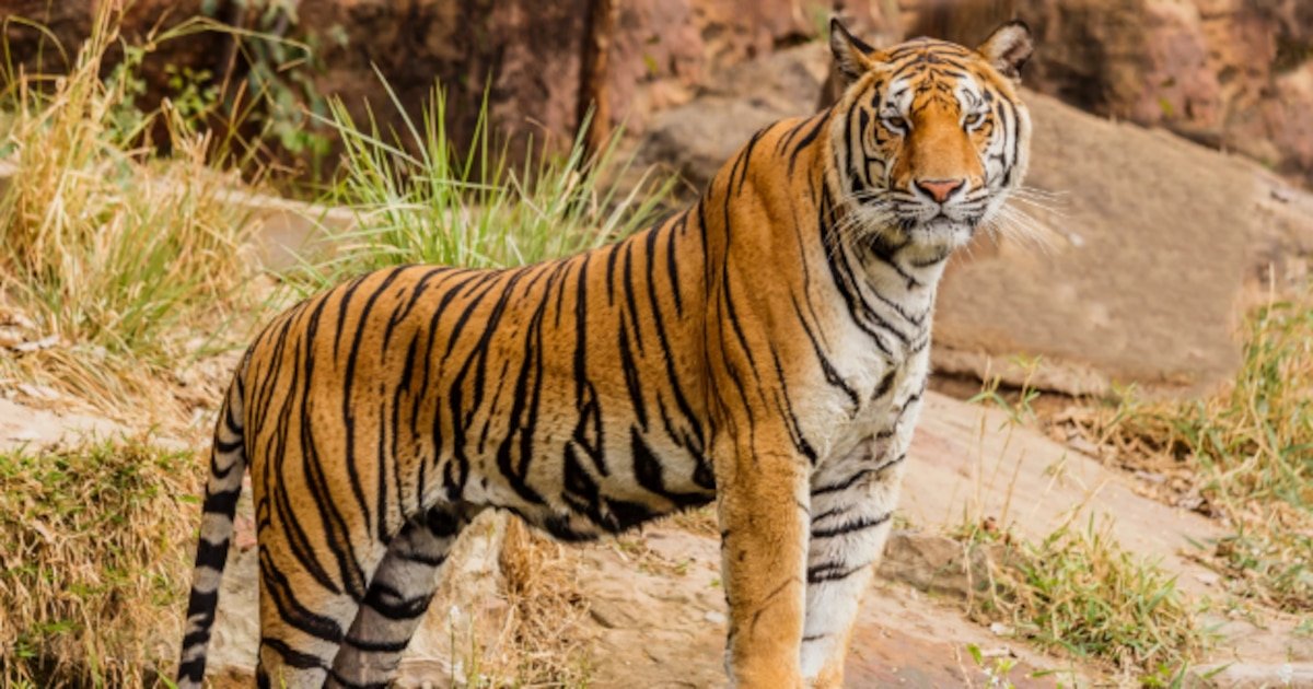 A Borges le interesaría: la ciencia explica nuevos secretos de las rayas de los tigres