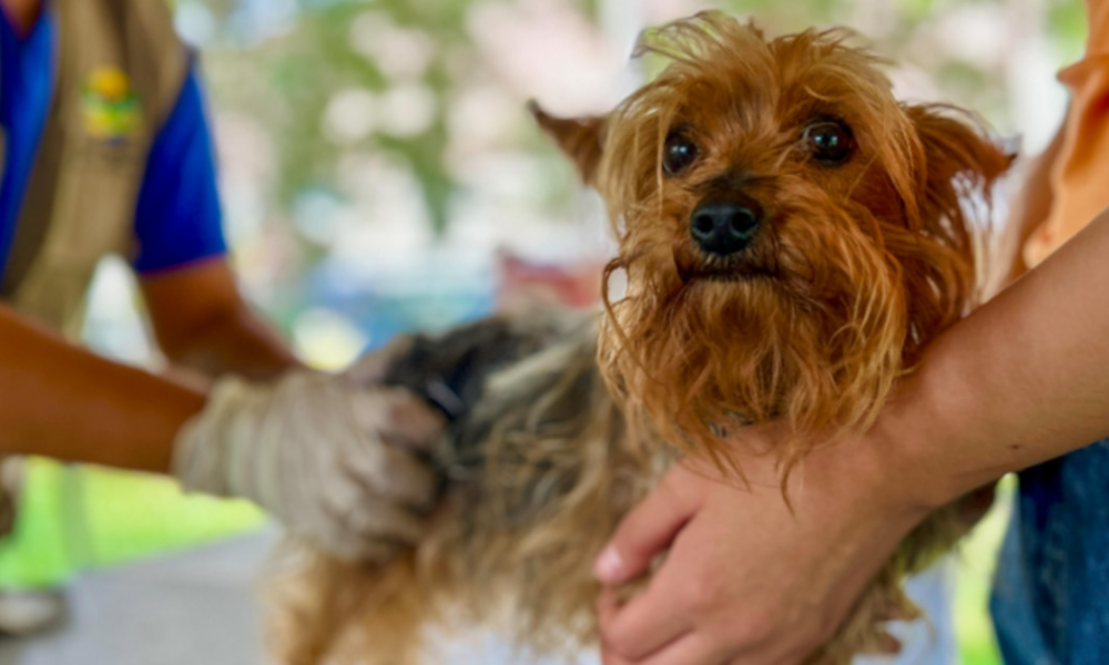 Campaña veterinaria gratuita para este sábado 08 de febrero: conoce dónde y los servicios disponibles