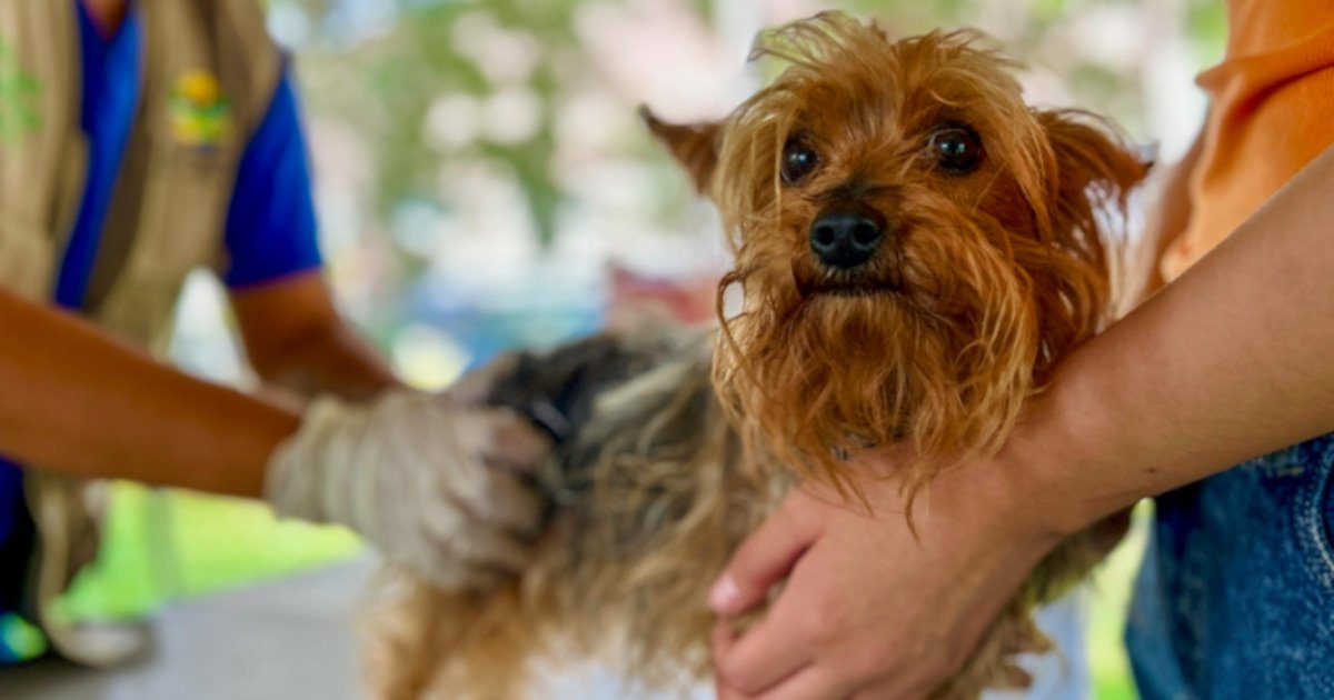 Campaña veterinaria gratuita para este sábado 08 de febrero: conoce dónde y los servicios disponibles