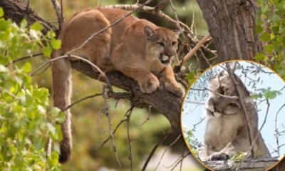 Capturan a “Jorge” el puma que generó alerta en Tehuacán, Puebla
