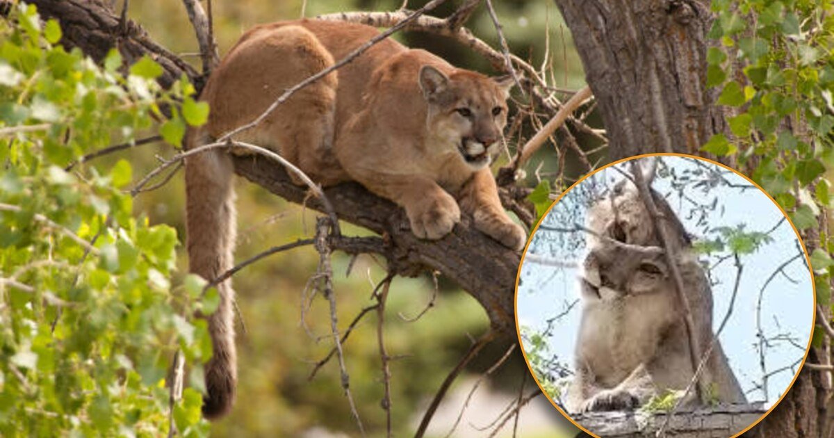 Capturan a “Jorge” el puma que generó alerta en Tehuacán, Puebla
