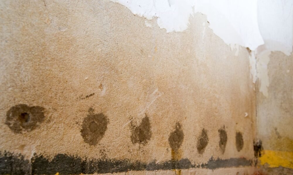 Cómo eliminar la humedad de un cuarto cerrado: este el truco casero, sencillo y económico