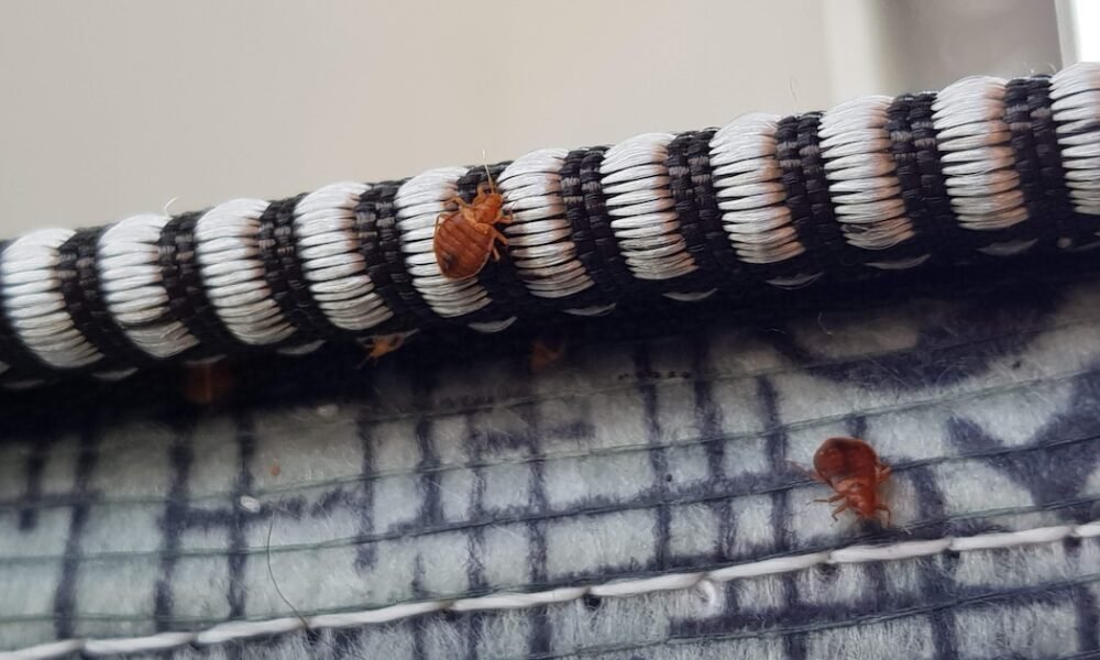 Cómo proteger tu casa de las chinches después de un viaje