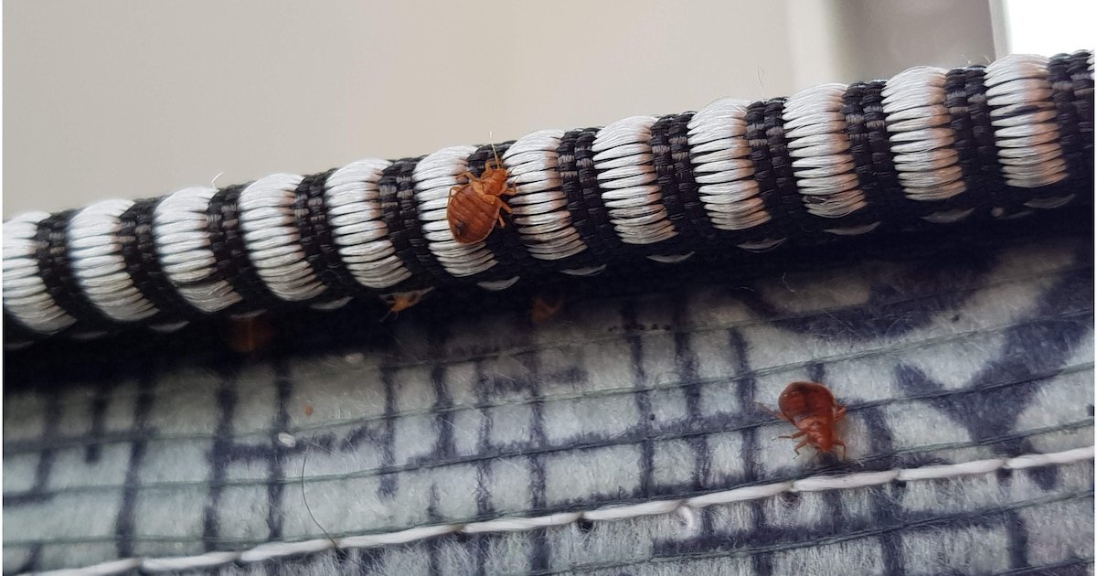 Cómo proteger tu casa de las chinches después de un viaje
