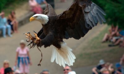 El águila calva: de símbolo nacional a historia de éxito en la conservación ambiental