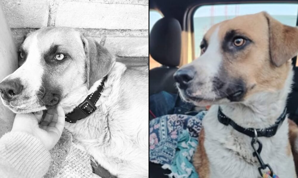 La estremecedora historia de Chi-Chi, la perrita que murió tras perder a sus bebés en un acto de crueldad