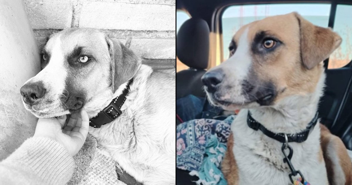 La estremecedora historia de Chi-Chi, la perrita que murió tras perder a sus bebés en un acto de crueldad