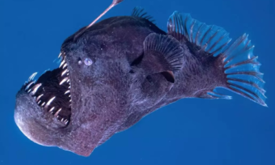 Qué es el diablo negro