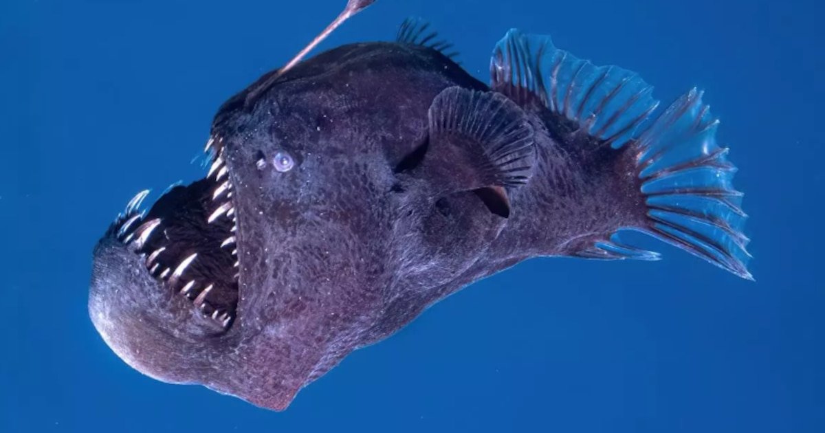 Qué es el diablo negro