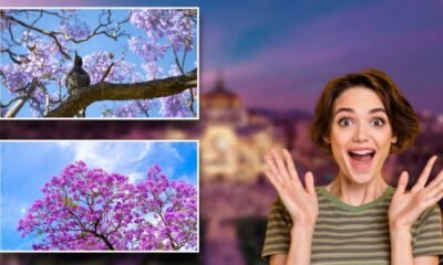 ¿Cuándo inicia la época de jacarandas en México?
