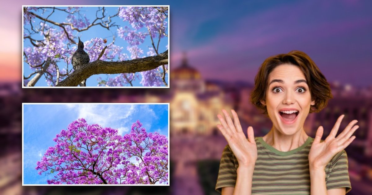 ¿Cuándo inicia la época de jacarandas en México?
