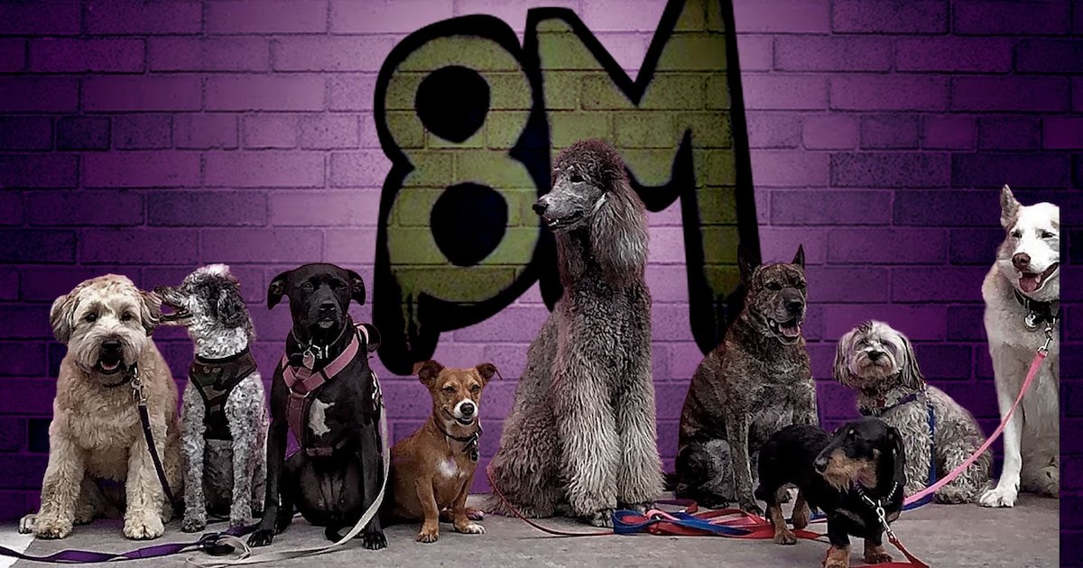 ¿Llevarás a tu lomito al 8M? Estas son las recomendaciones si tu perro te acompaña a la marcha