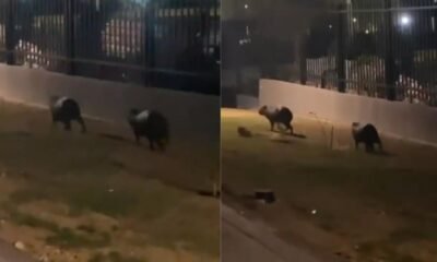 CRA Inspeciona sector de alameda del río por video de chigüiros