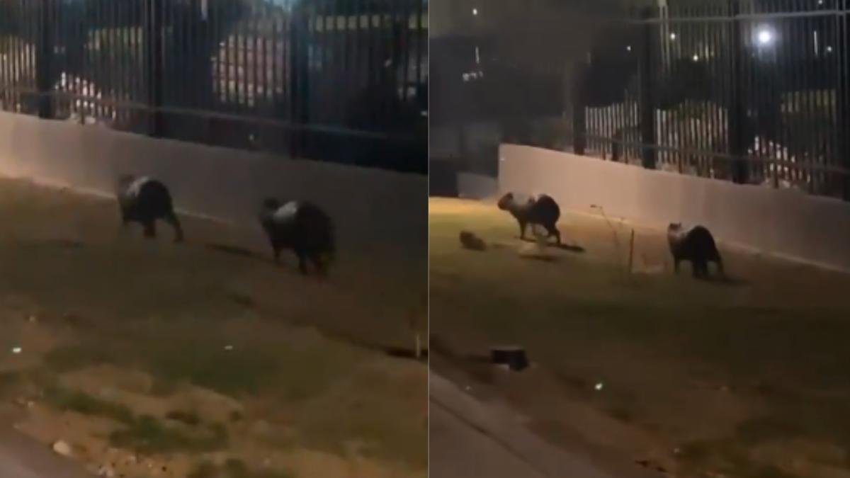 CRA Inspeciona sector de alameda del río por video de chigüiros
