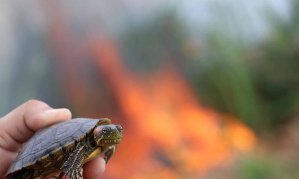 El Caribe Colombiano Concentra El 25% de los Incendios Estructures en El País, y la Cifra Va en aumento
