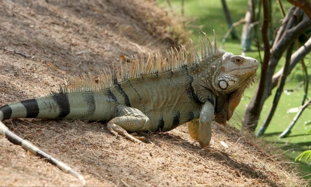 El Negocio Sangriento que se Esconde Derrás de la Venta de Los Huevos de Iguana en El Caribe Colombiano