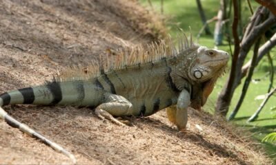 El Negocio Sangriento que se Esconde Derrás de la Venta de Los Huevos de Iguana en El Caribe Colombiano