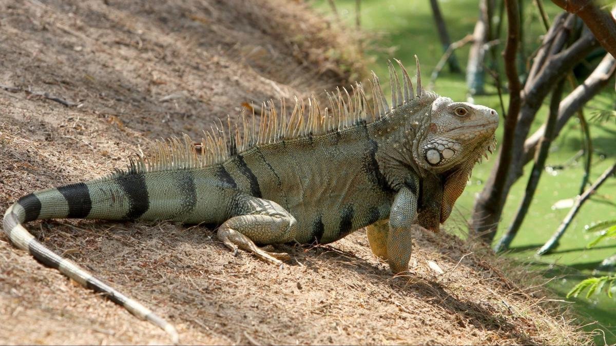El Negocio Sangriento que se Esconde Derrás de la Venta de Los Huevos de Iguana en El Caribe Colombiano