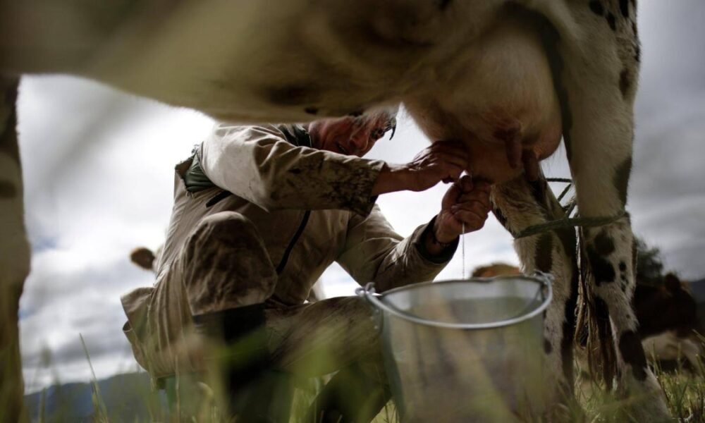 Alerta en Atlánnico por Altos precios de Leche Que Golpean Al Consumidor Y productor