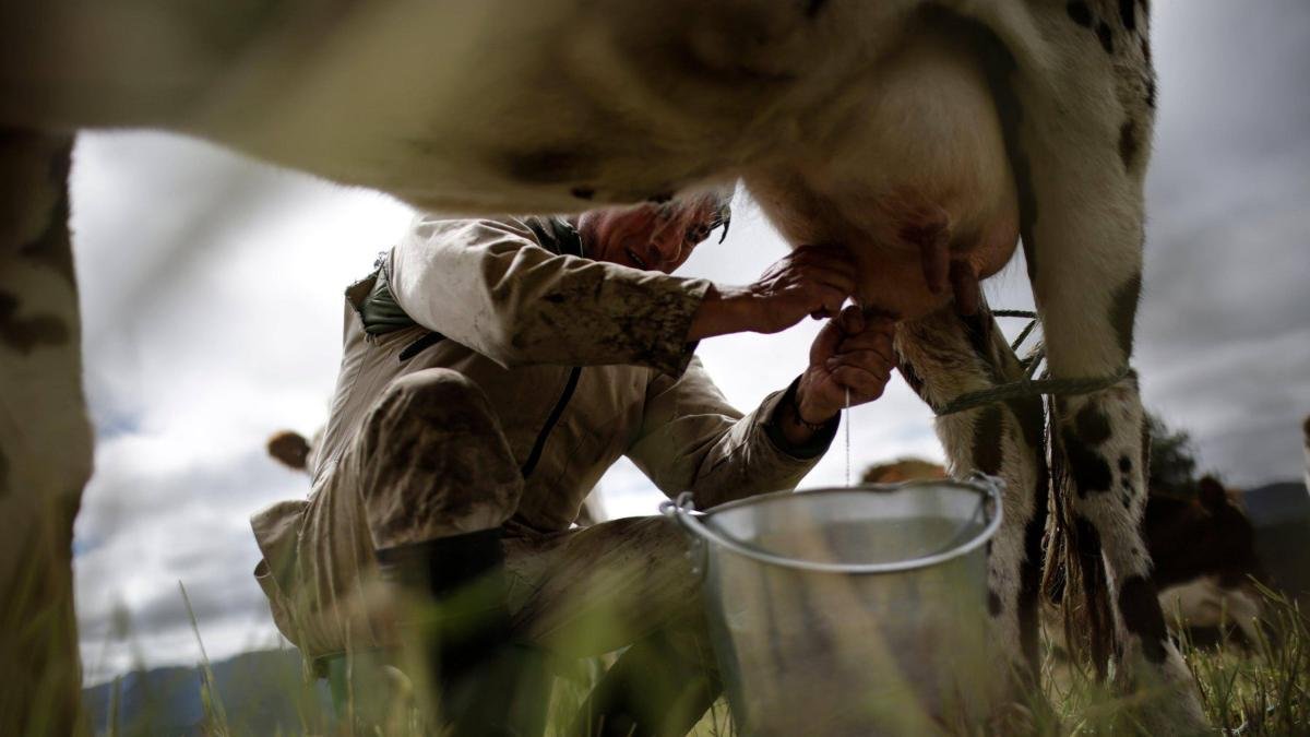 Alerta en Atlánnico por Altos precios de Leche Que Golpean Al Consumidor Y productor