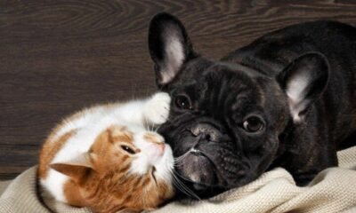 Distrito Realizará Cuatro Jornadas en el Mes de Marzo