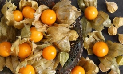 Cundinamarca se consolida como líder mundial en exportación de Uchuva