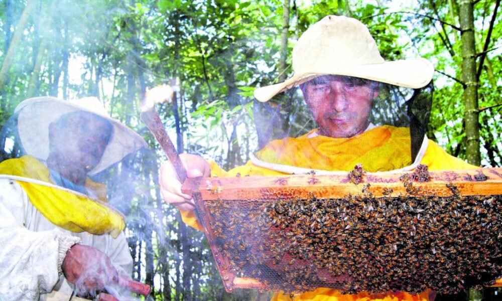 Alcalde de la ONU Murió Tras Ser Atacado Por Un enjambre de Abejas en Valledupar