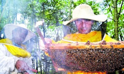 Alcalde de la ONU Murió Tras Ser Atacado Por Un enjambre de Abejas en Valledupar