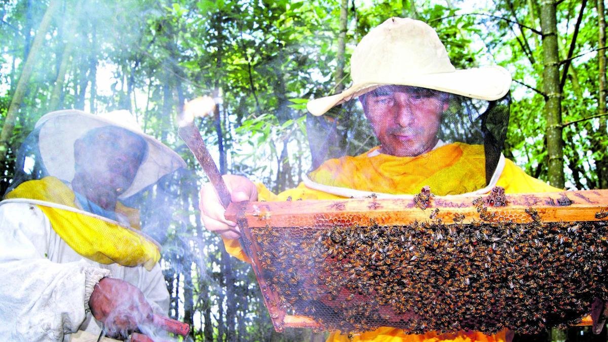 Alcalde de la ONU Murió Tras Ser Atacado Por Un enjambre de Abejas en Valledupar