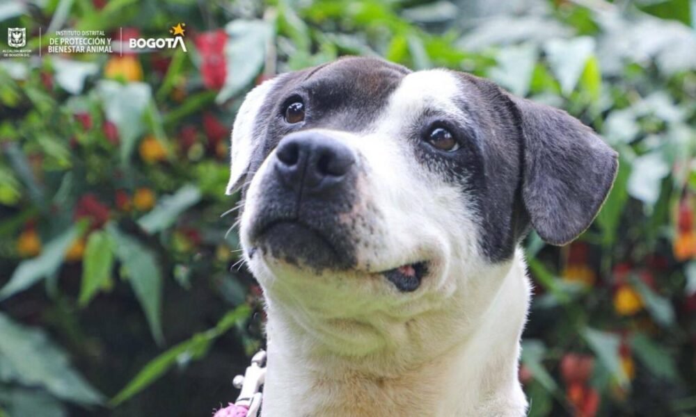Voy y Vuelvo | Sobre Mascotas y Parques