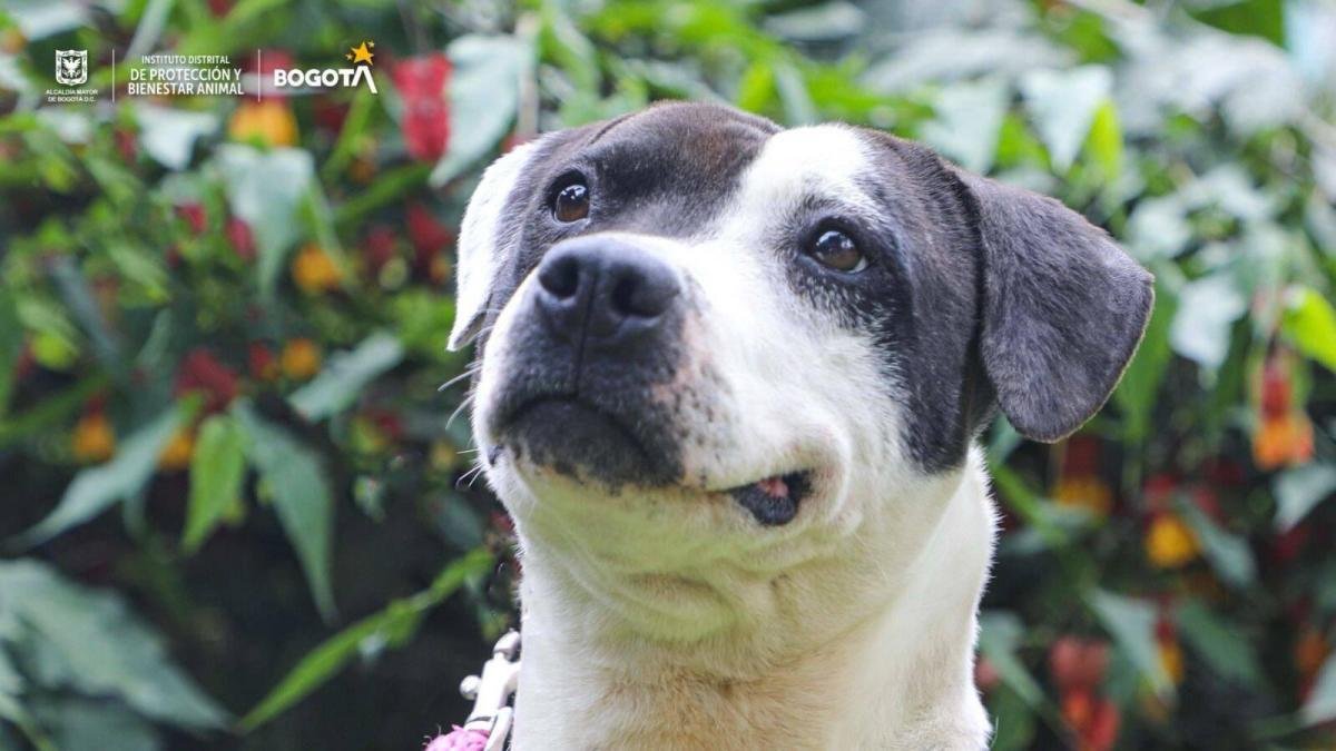 Voy y Vuelvo | Sobre Mascotas y Parques