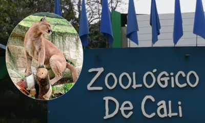¿Qué le pasó a orus? El Zoológico de Cali Explica Cómo se Dio la Muerte del Puma que Logró Escupar (Video)
