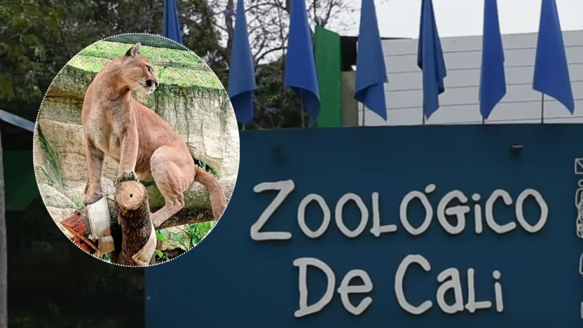 ¿Qué le pasó a orus? El Zoológico de Cali Explica Cómo se Dio la Muerte del Puma que Logró Escupar (Video)