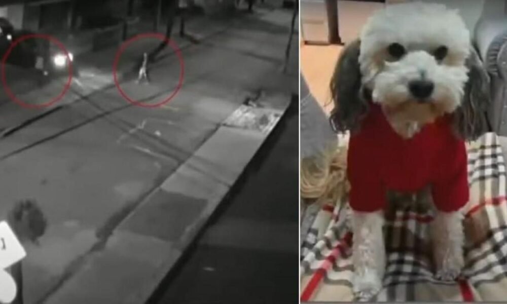 Les Robaron Su Vehículo y Se Llevaron Hasta La Mascota