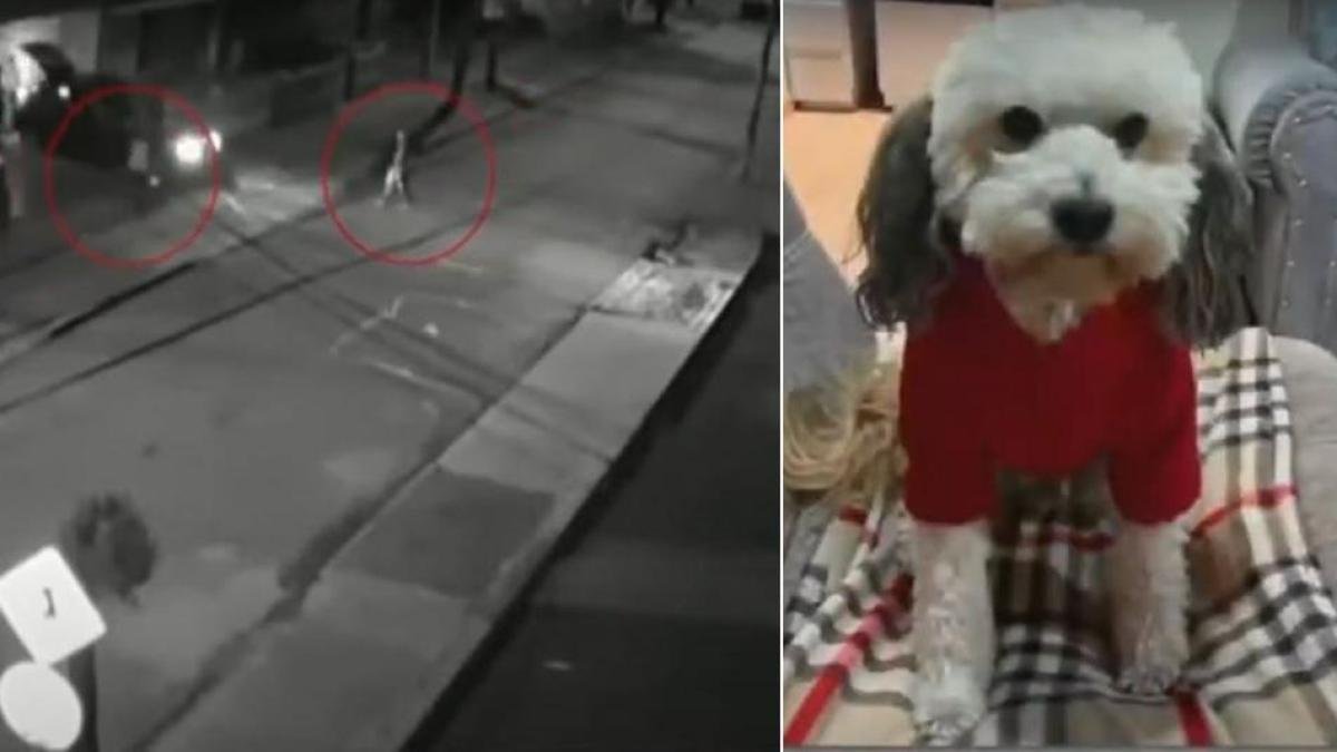 Les Robaron Su Vehículo y Se Llevaron Hasta La Mascota