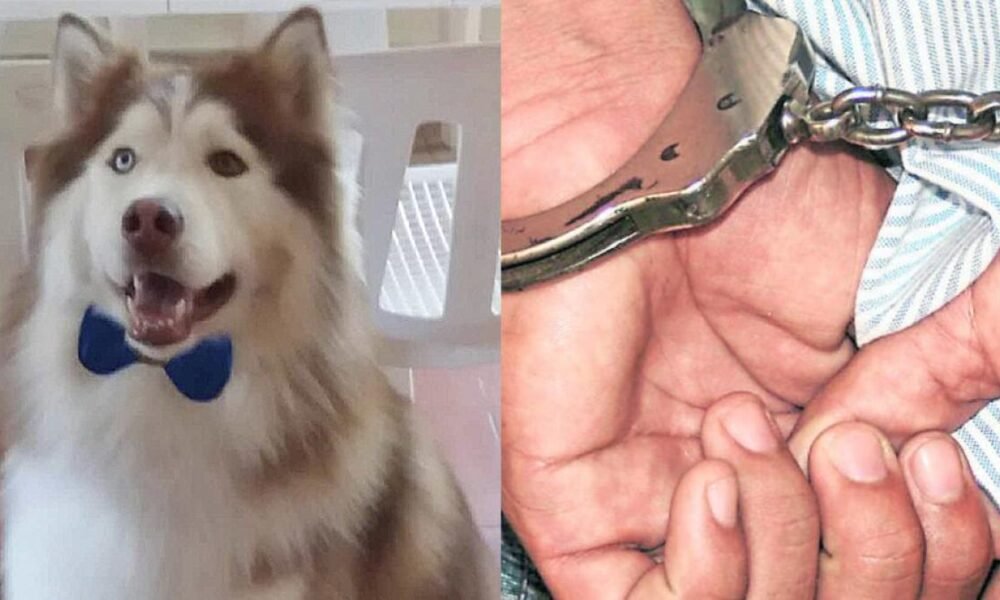 Mujer Fue Acusada de Quemar A Un Perro Con Un Secador Y Causarle La