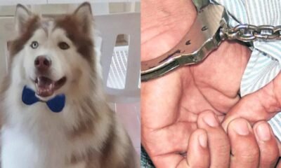 Mujer Fue Acusada de Quemar A Un Perro Con Un Secador Y Causarle La