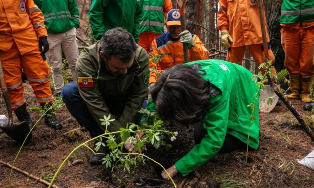 Así es el Paso A Paso de la Restauración de Los Cerros Orientales Tras los Incendios de 2024
