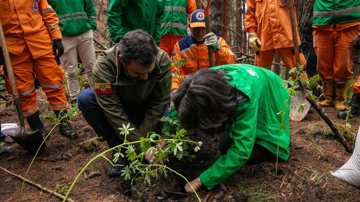 Así es el Paso A Paso de la Restauración de Los Cerros Orientales Tras los Incendios de 2024