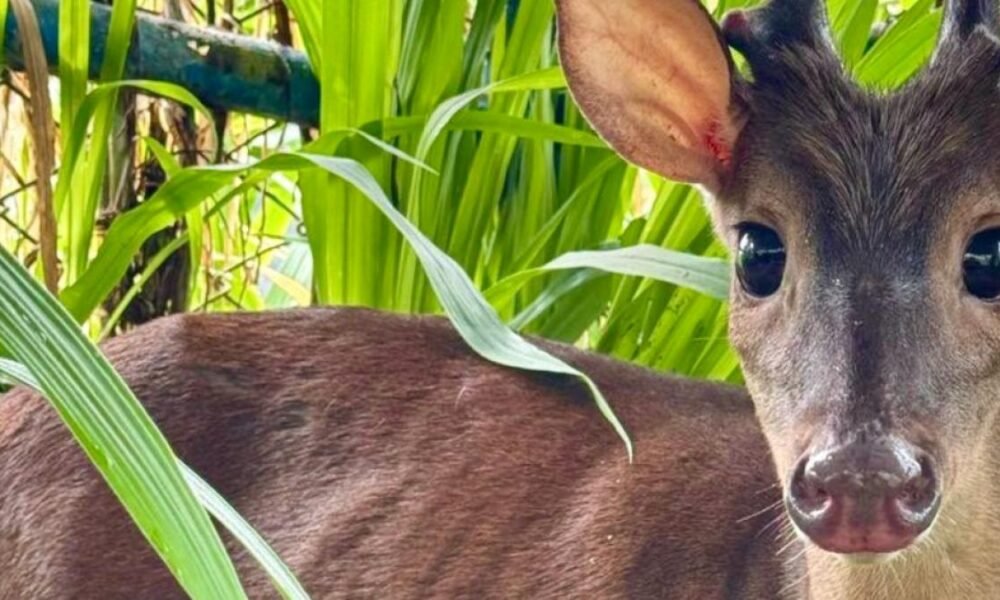 Familia en Santander Tenía como Mascotas, El Patio de Su Casa, un Venado y Seis Aves Silvestres