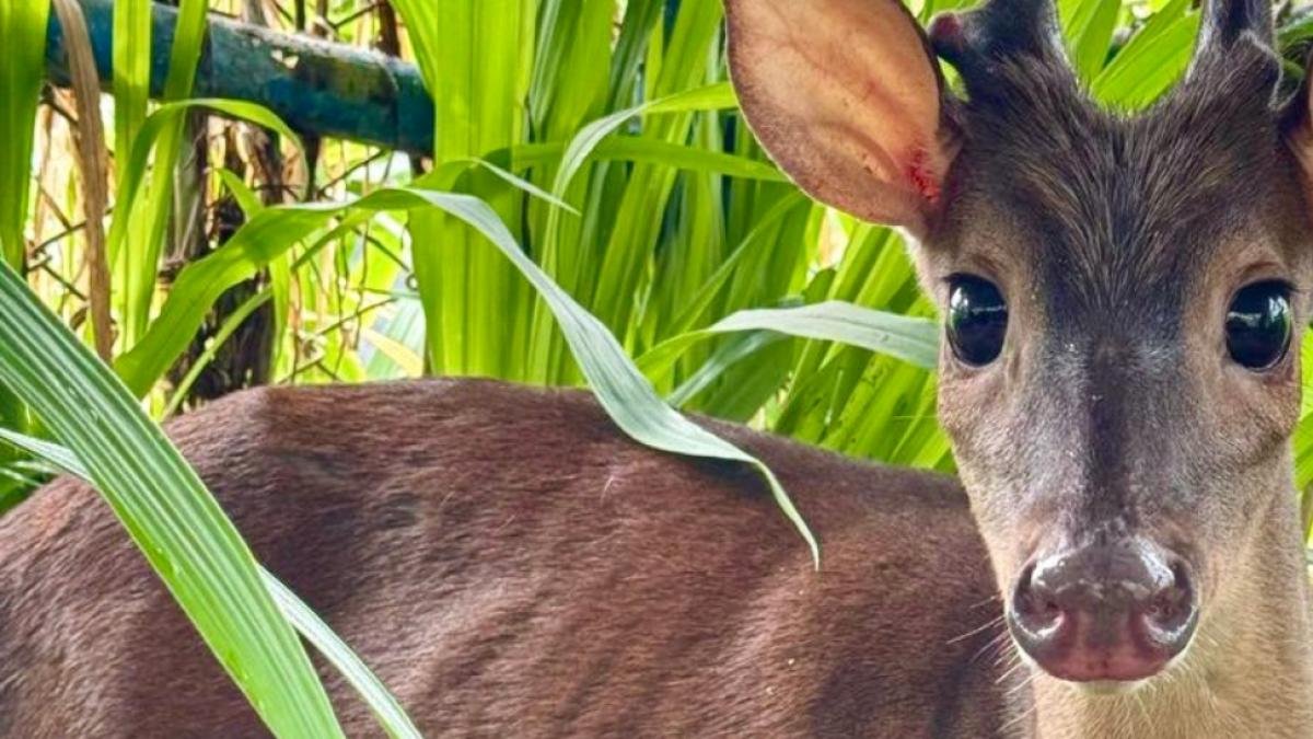 Familia en Santander Tenía como Mascotas, El Patio de Su Casa, un Venado y Seis Aves Silvestres