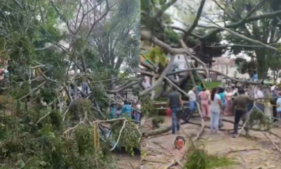 Un árbol caído por lluvias en el Oriente de Medellín Dejó A Cinco Personas lesionadas