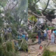 Un árbol caído por lluvias en el Oriente de Medellín Dejó A Cinco Personas lesionadas
