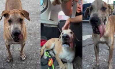 La Historia de 'Teo', El Perrito que Fue Rescatado del Olvido en Pleno Carnaval de Barranquilla